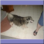 Auggie.html